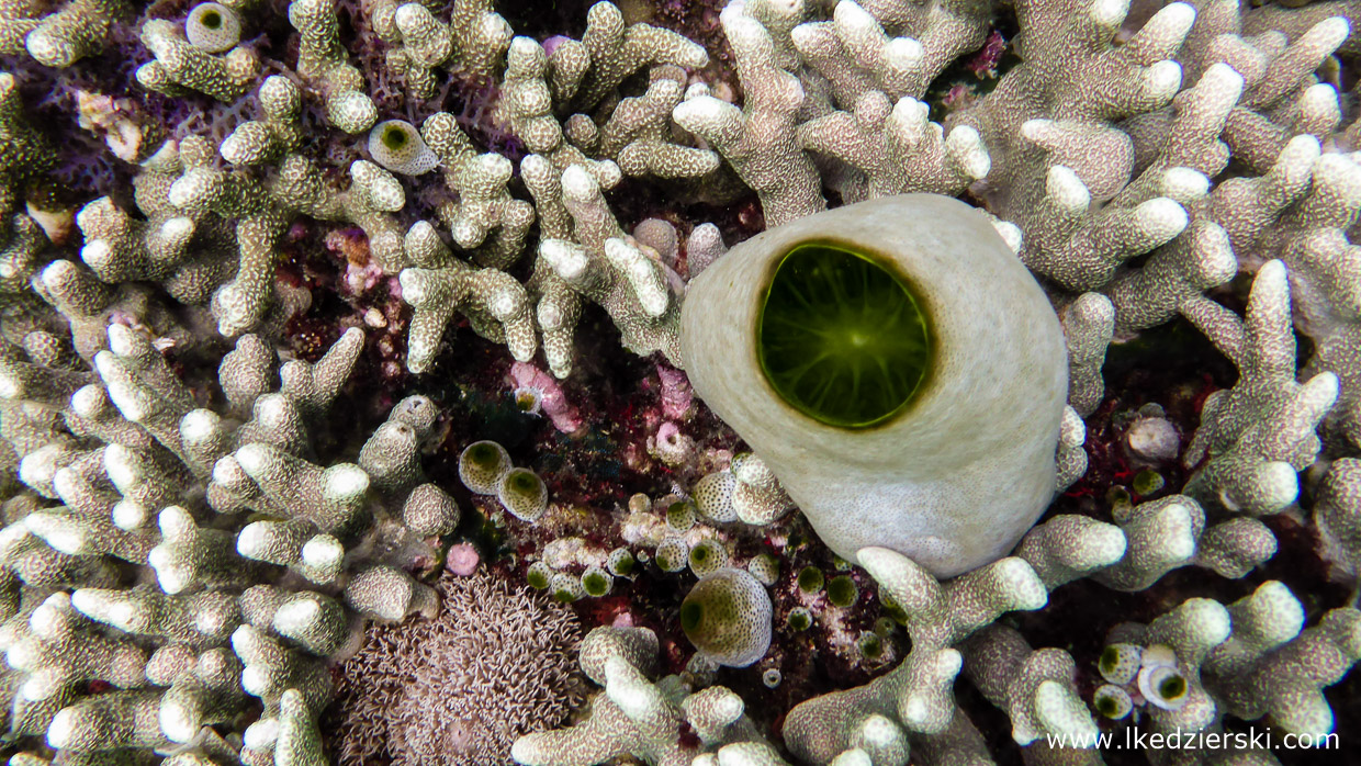 filipiny nurkowanie apo island diving philippines rafa koralowa