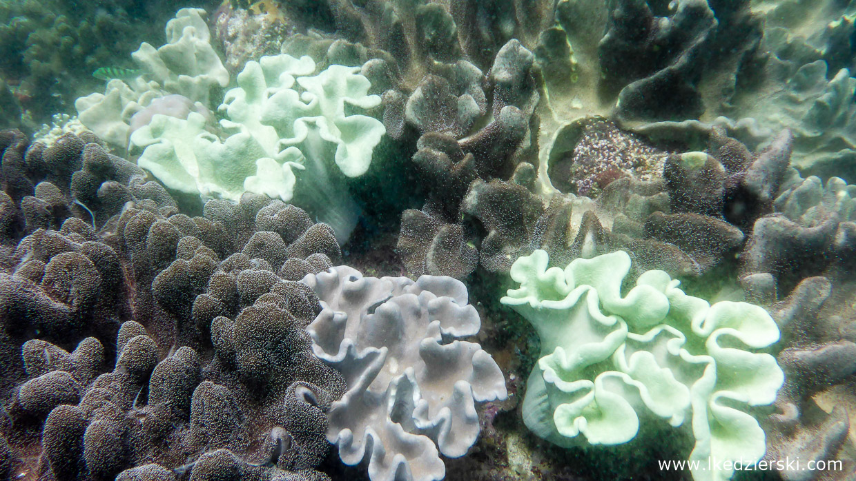 filipiny nurkowanie apo island diving philippines rafa koralowa