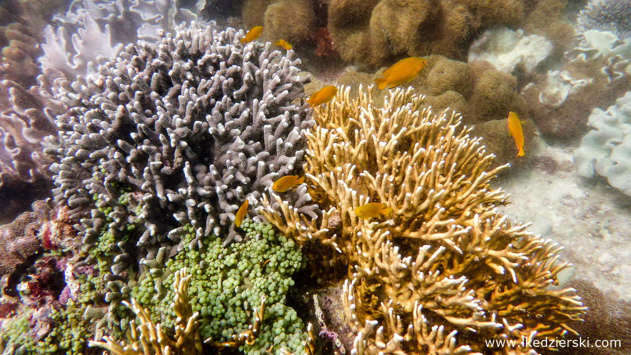 filipiny nurkowanie apo island diving philippines rafa koralowa
