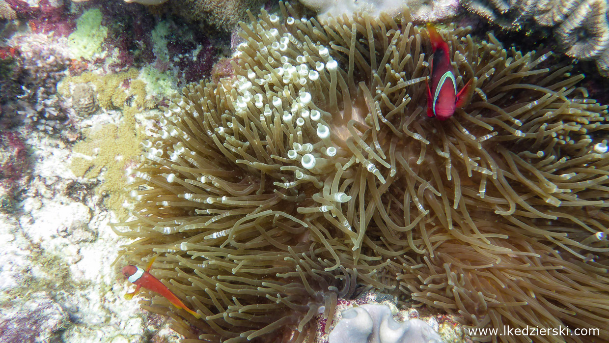 filipiny nurkowanie apo island diving philippines rafa koralowa