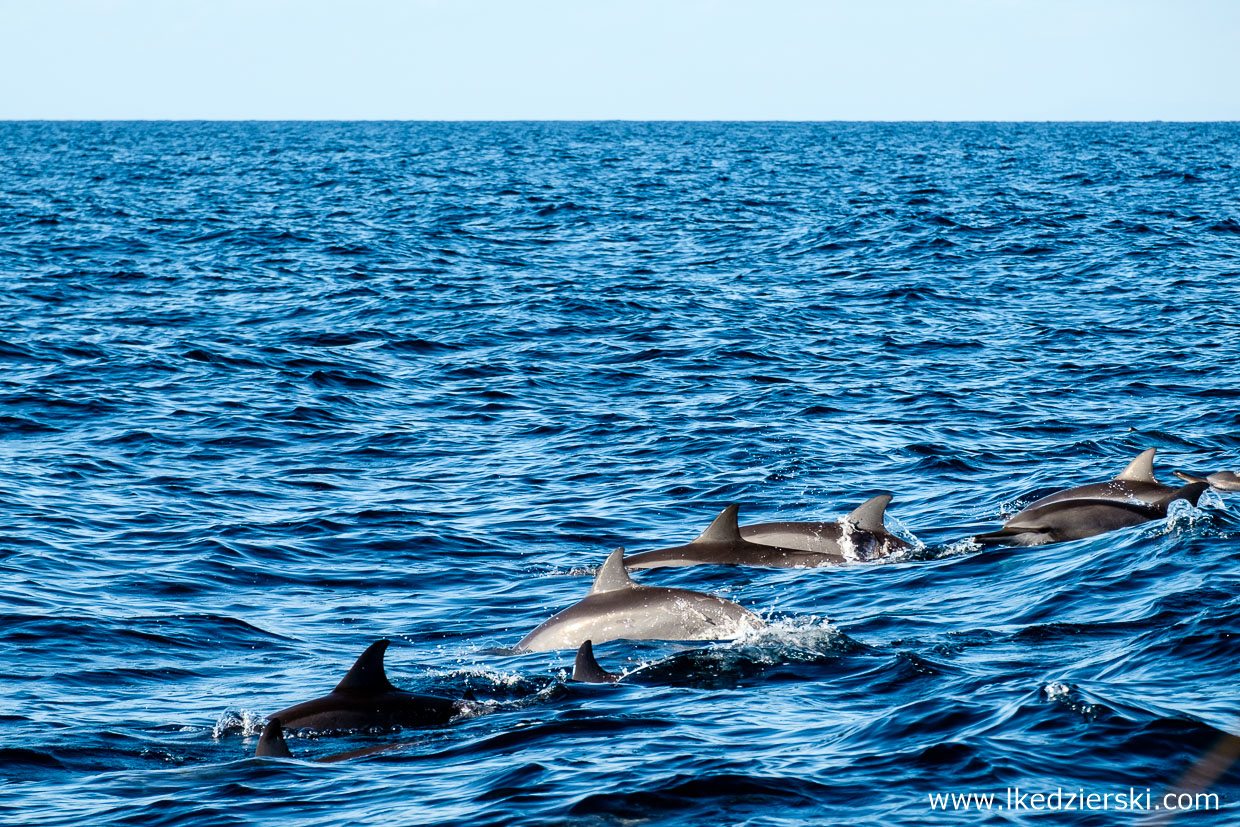 filipiny pamilacan dolphin watching