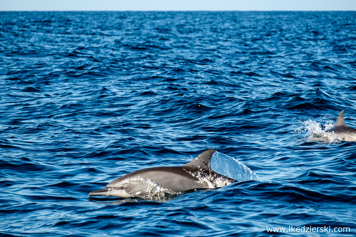 filipiny pamilacan dolphin watching delfiny 