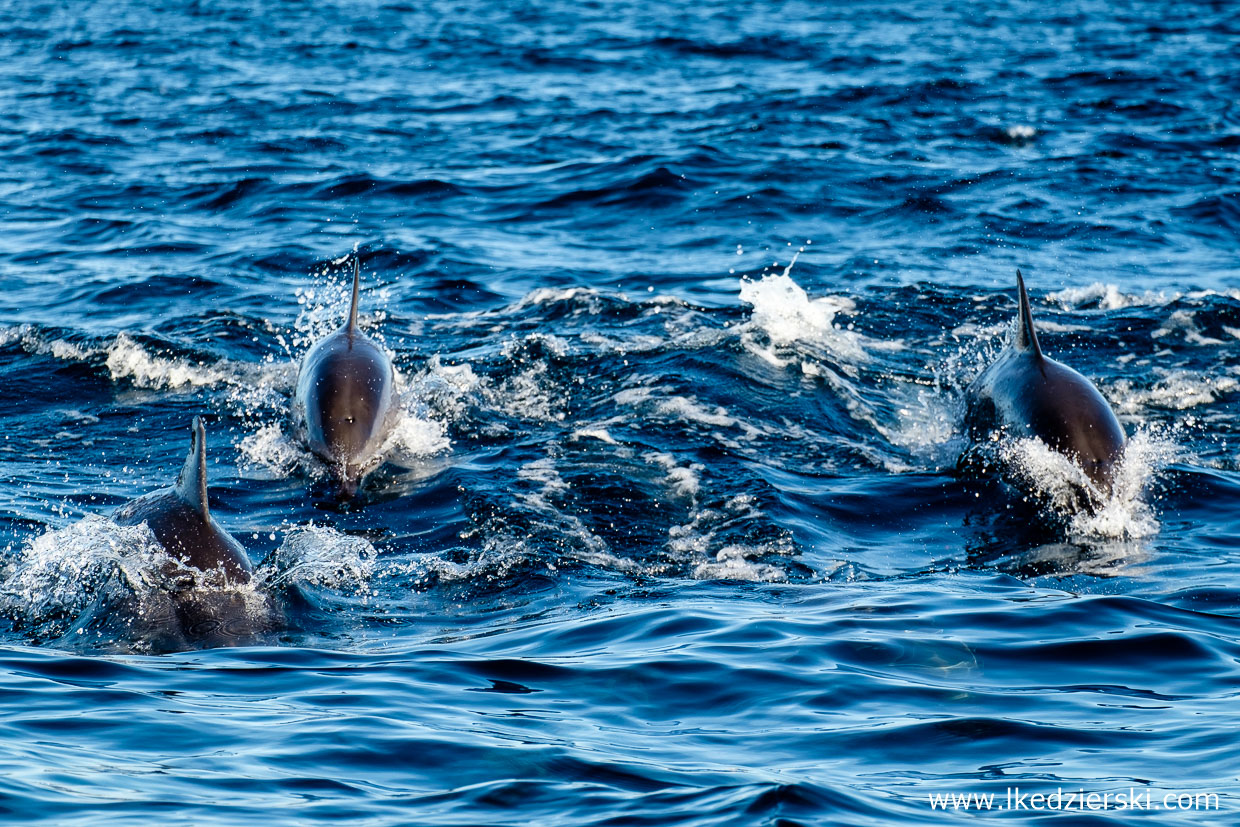 filipiny pamilacan dolphin watching delfiny 