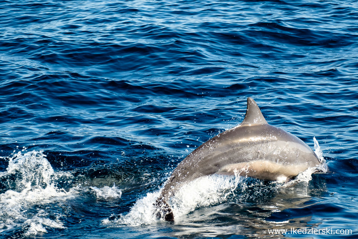 filipiny pamilacan dolphin watching delfiny 