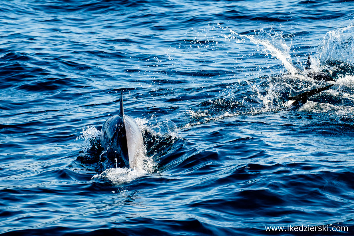 filipiny pamilacan dolphin watching delfiny 