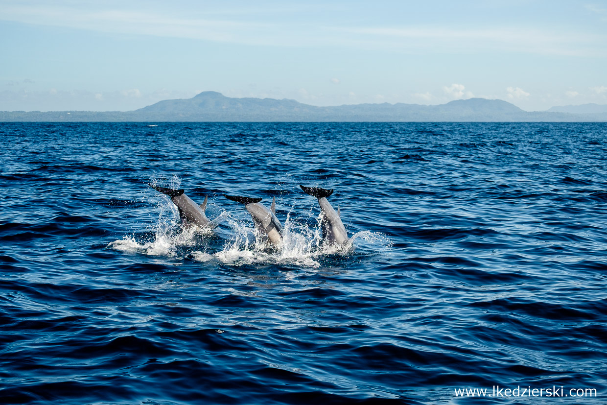 filipiny pamilacan dolphin watching delfiny 