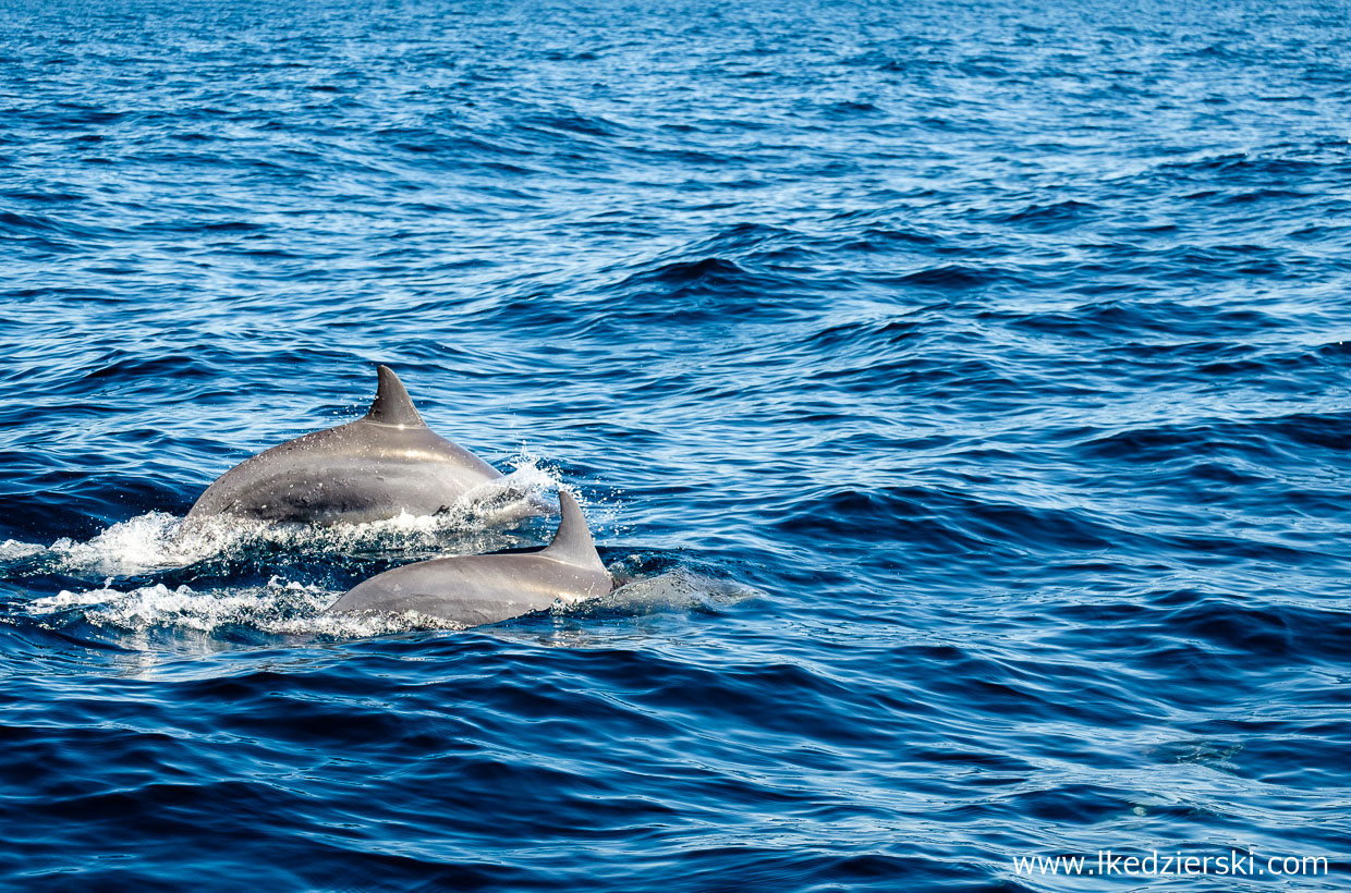 filipiny pamilacan dolphin watching delfiny 