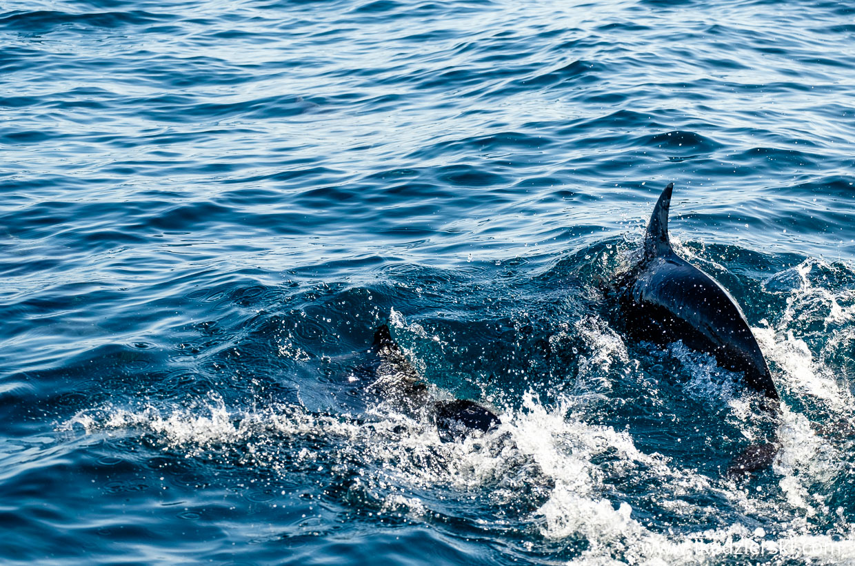 filipiny pamilacan dolphin watching delfiny 