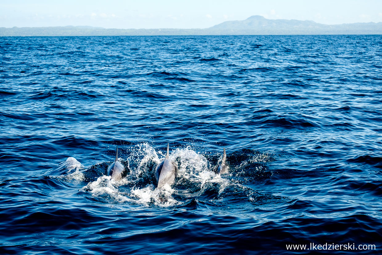 filipiny pamilacan dolphin watching delfiny 