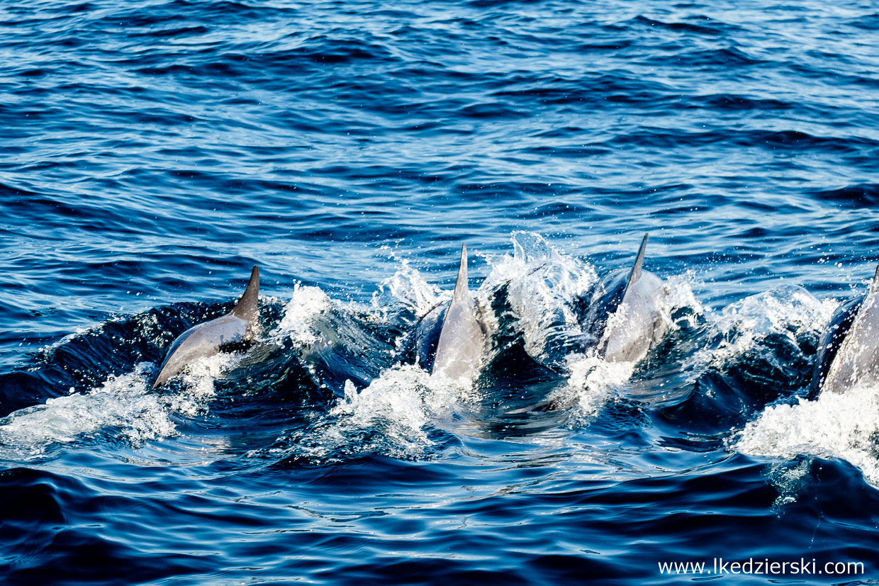 filipiny pamilacan dolphin watching delfiny 