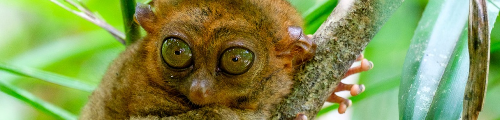 panorama filipiny bohol tarsier