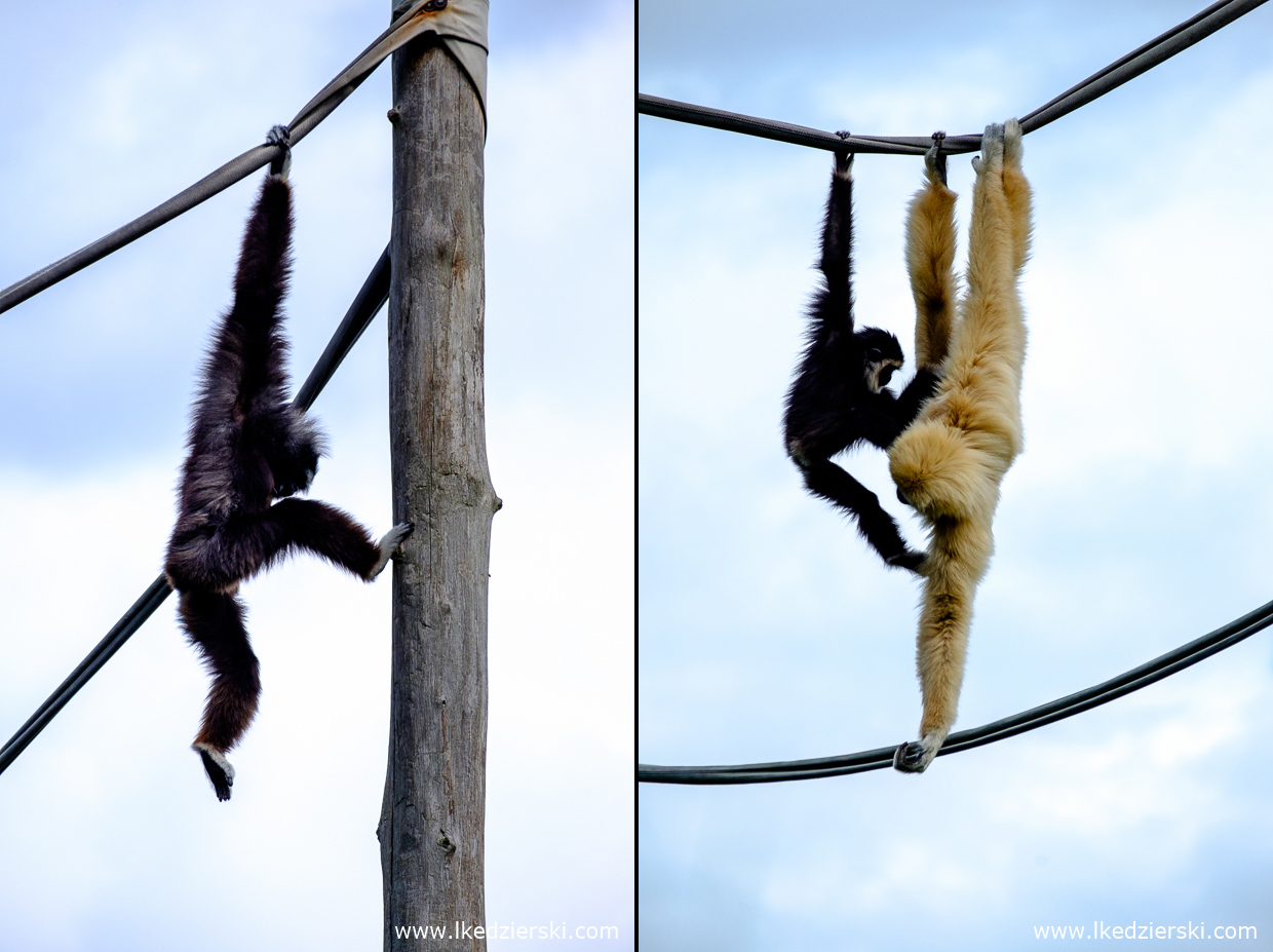 opole na weekend zoo w opolu