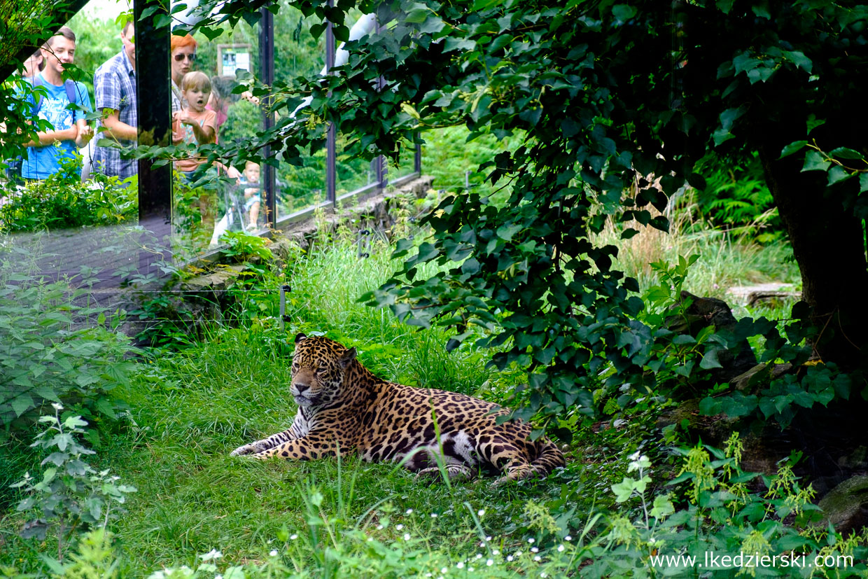 opole na weekend zoo w opolu