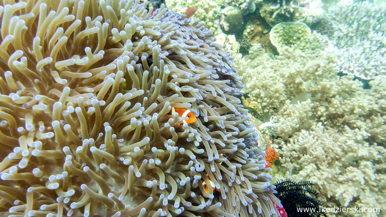 nurkowanie na filipinach balicasag diving philippines 