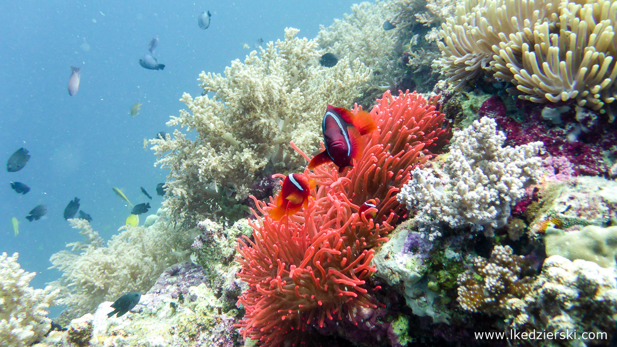 nurkowanie na filipinach balicasag diving philippines 