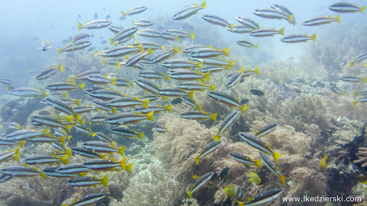 nurkowanie na filipinach balicasag diving philippines 