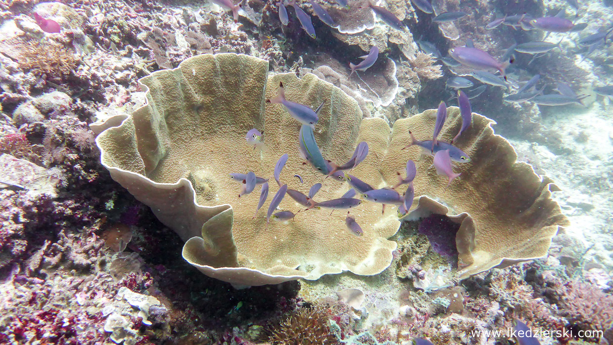 nurkowanie na filipinach balicasag diving philippines 