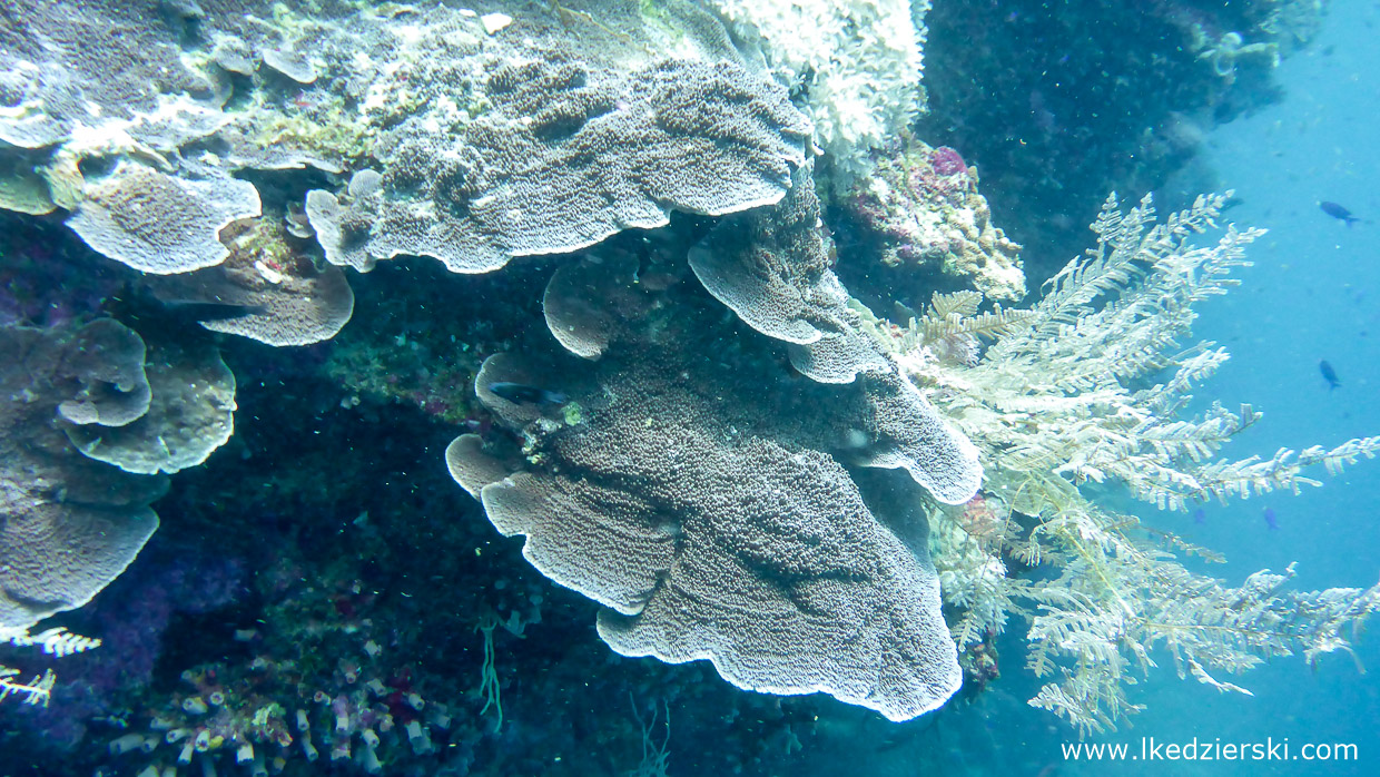 nurkowanie na filipinach balicasag diving philippines 