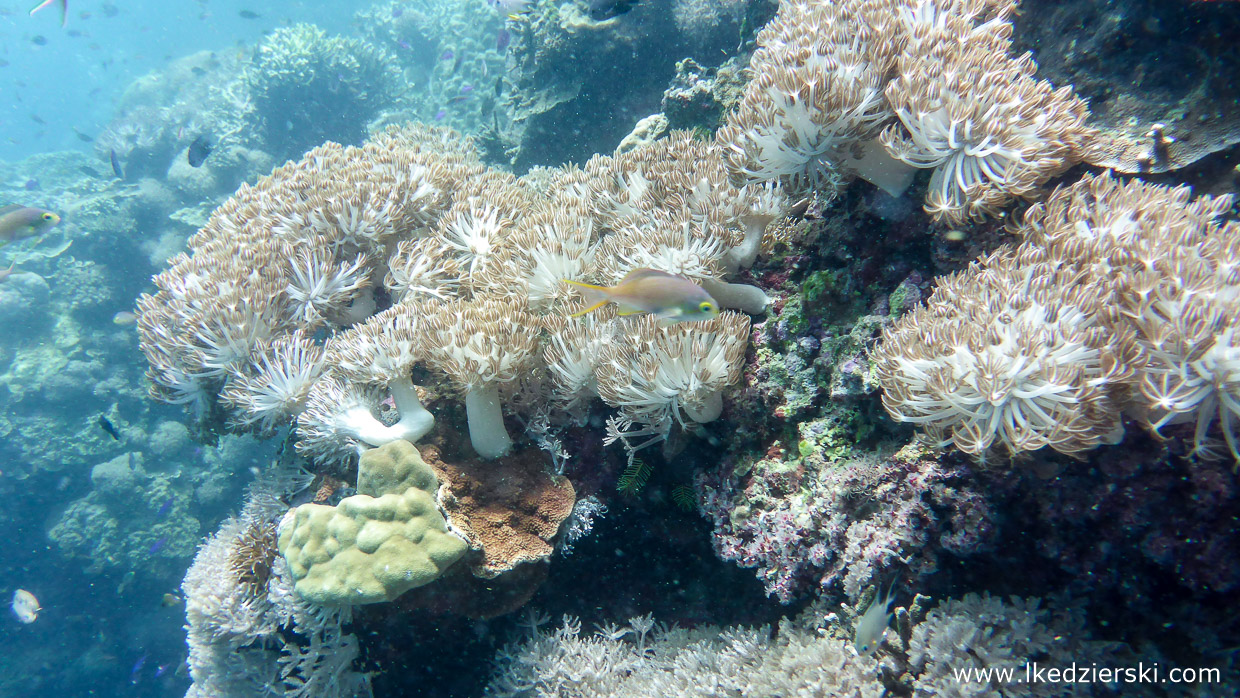 nurkowanie na filipinach balicasag diving philippines 