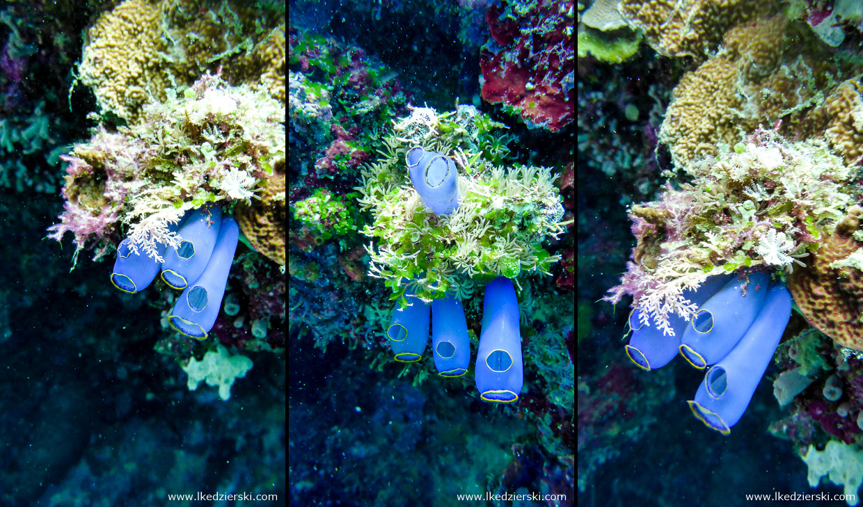 nurkowanie na filipinach balicasag diving philippines Clavelina fusca, tunicata osłonice