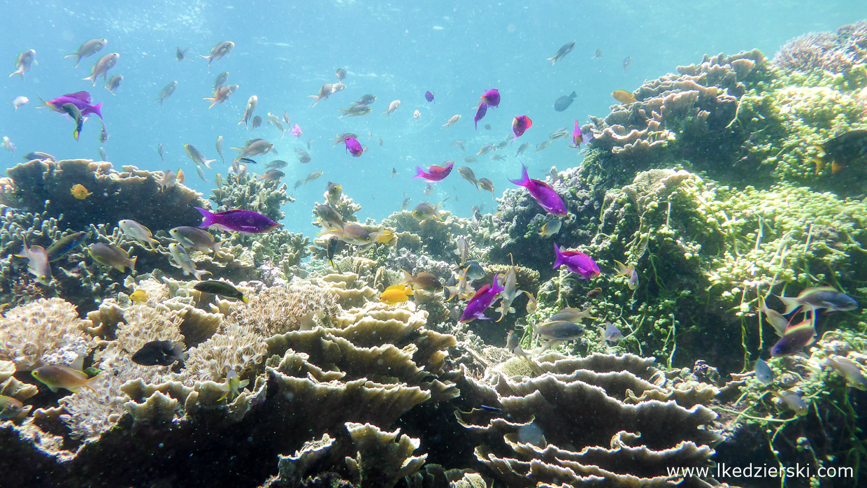 nurkowanie na filipinach balicasag diving philippines 