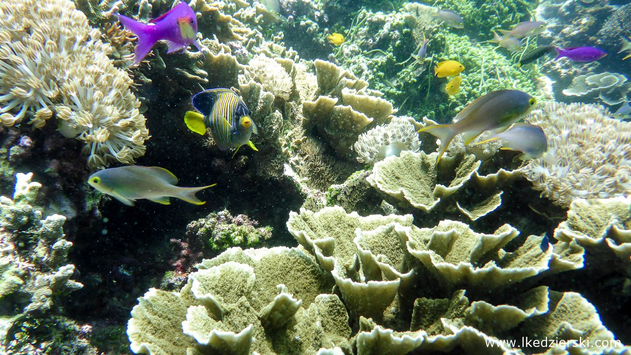 nurkowanie na filipinach balicasag diving philippines 