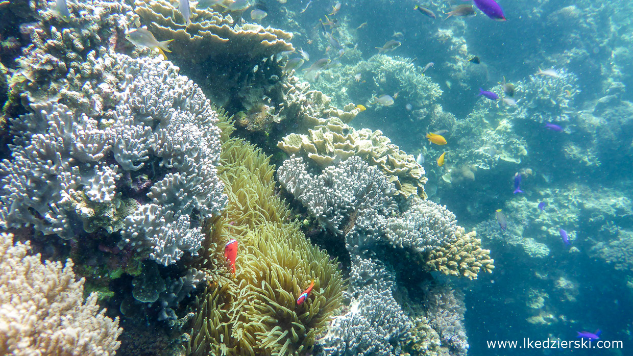 nurkowanie na filipinach balicasag diving philippines 