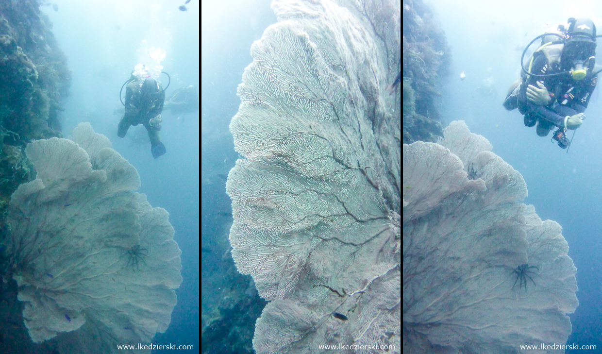 nurkowanie na filipinach balicasag diving philippines gorgonie Gorgonacea