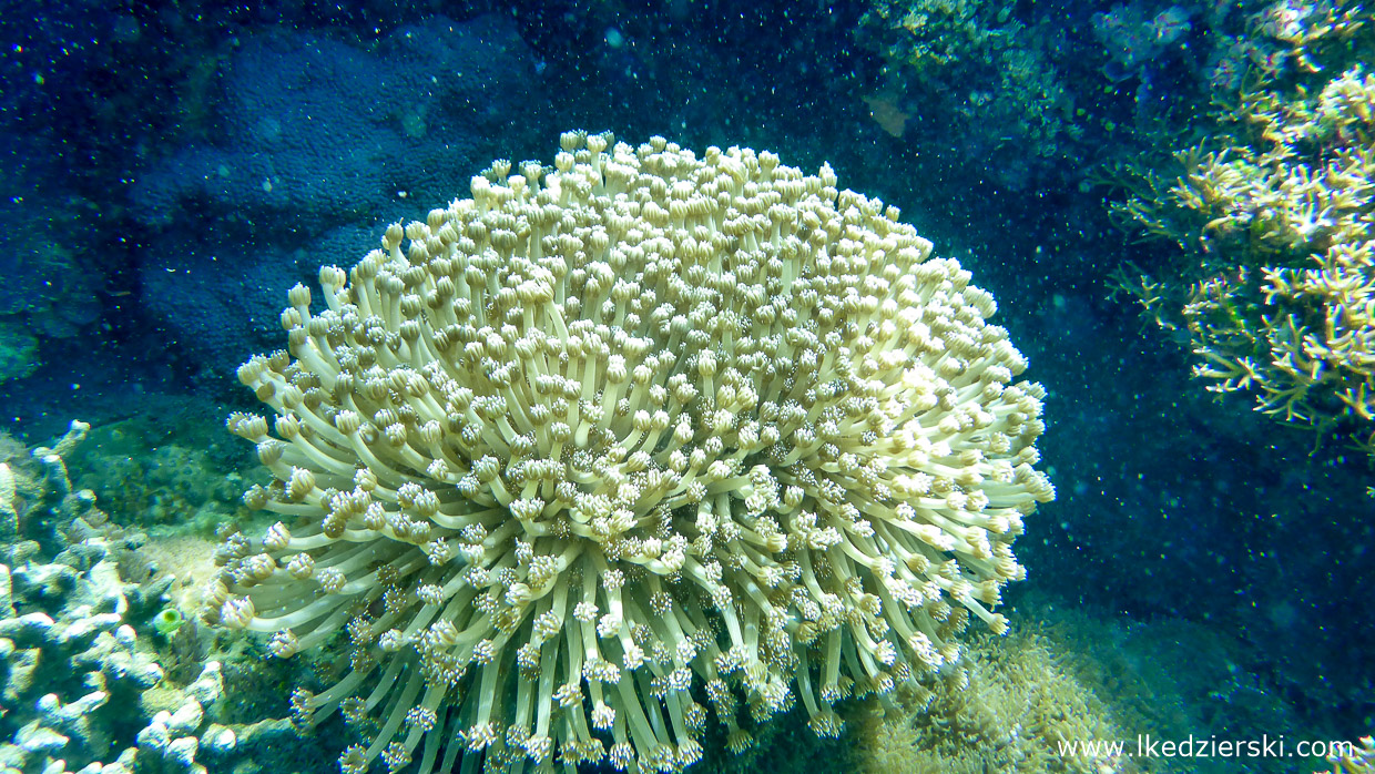 nurkowanie na filipinach balicasag diving philippines 