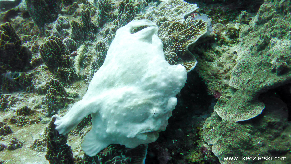 nurkowanie na filipinach balicasag diving philippines frogfish