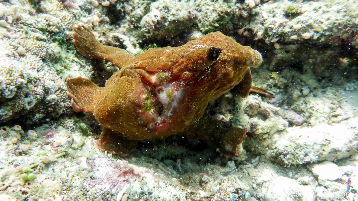 nurkowanie na filipinach balicasag diving philippines frogfish