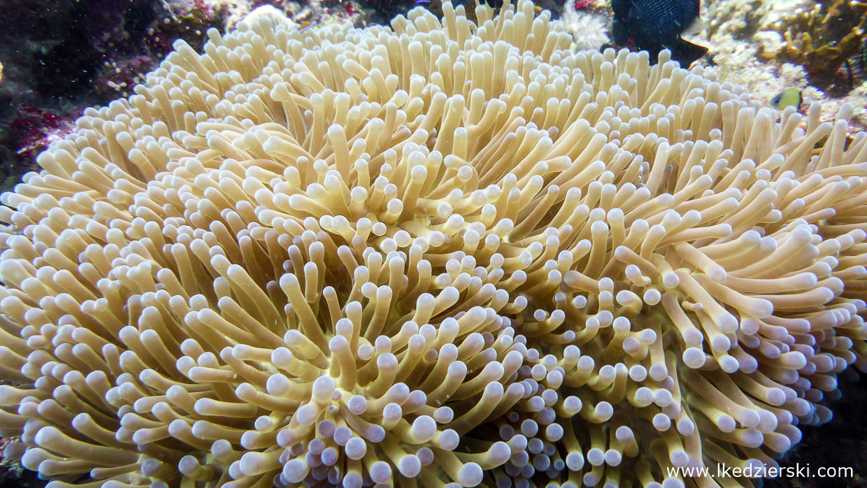 nurkowanie na filipinach balicasag diving philippines Ukwiał Wspaniały Heteractis magnifica Magnificent sea anemone