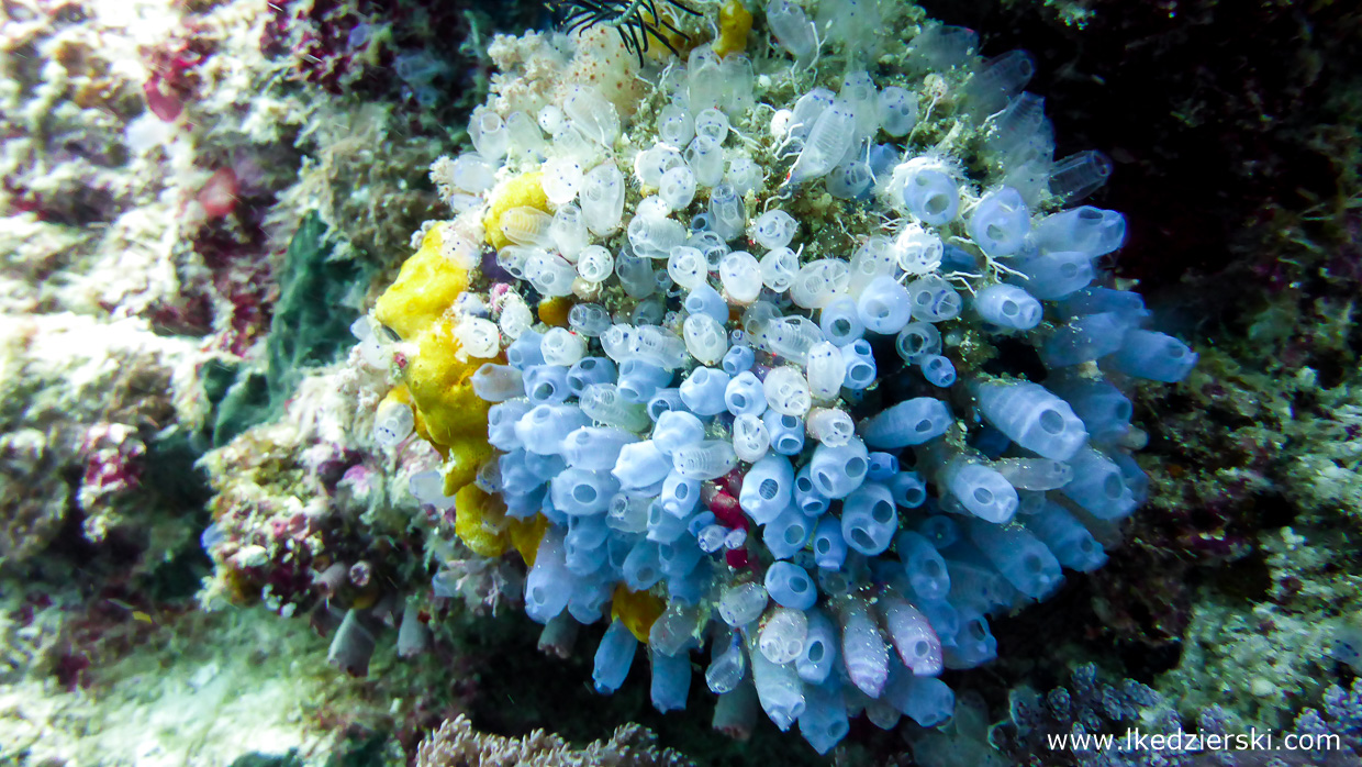 nurkowanie na filipinach balicasag diving philippines