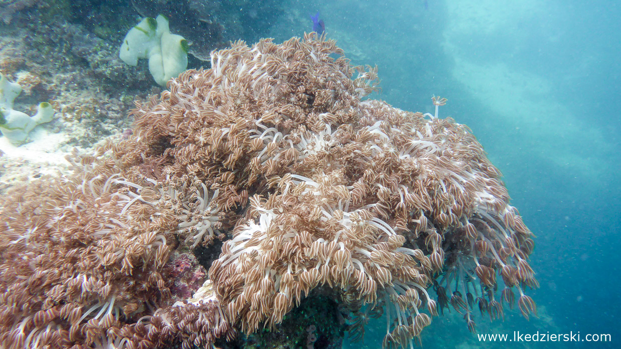 nurkowanie na filipinach balicasag diving philippines 