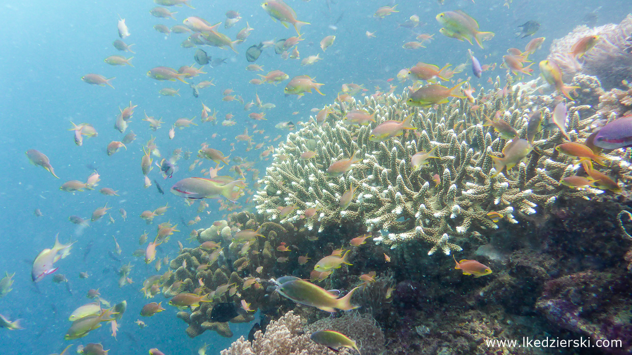 nurkowanie na filipinach balicasag diving philippines atrakcje filipin