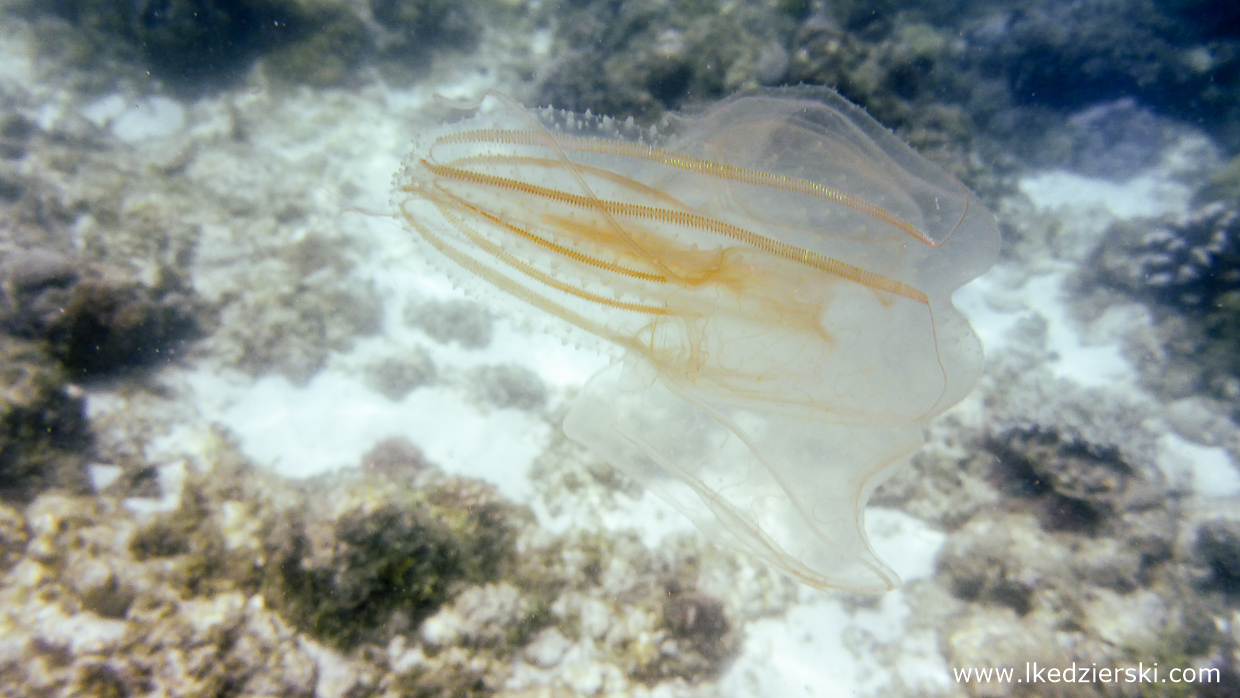 nurkowanie na filipinach balicasag diving philippines 