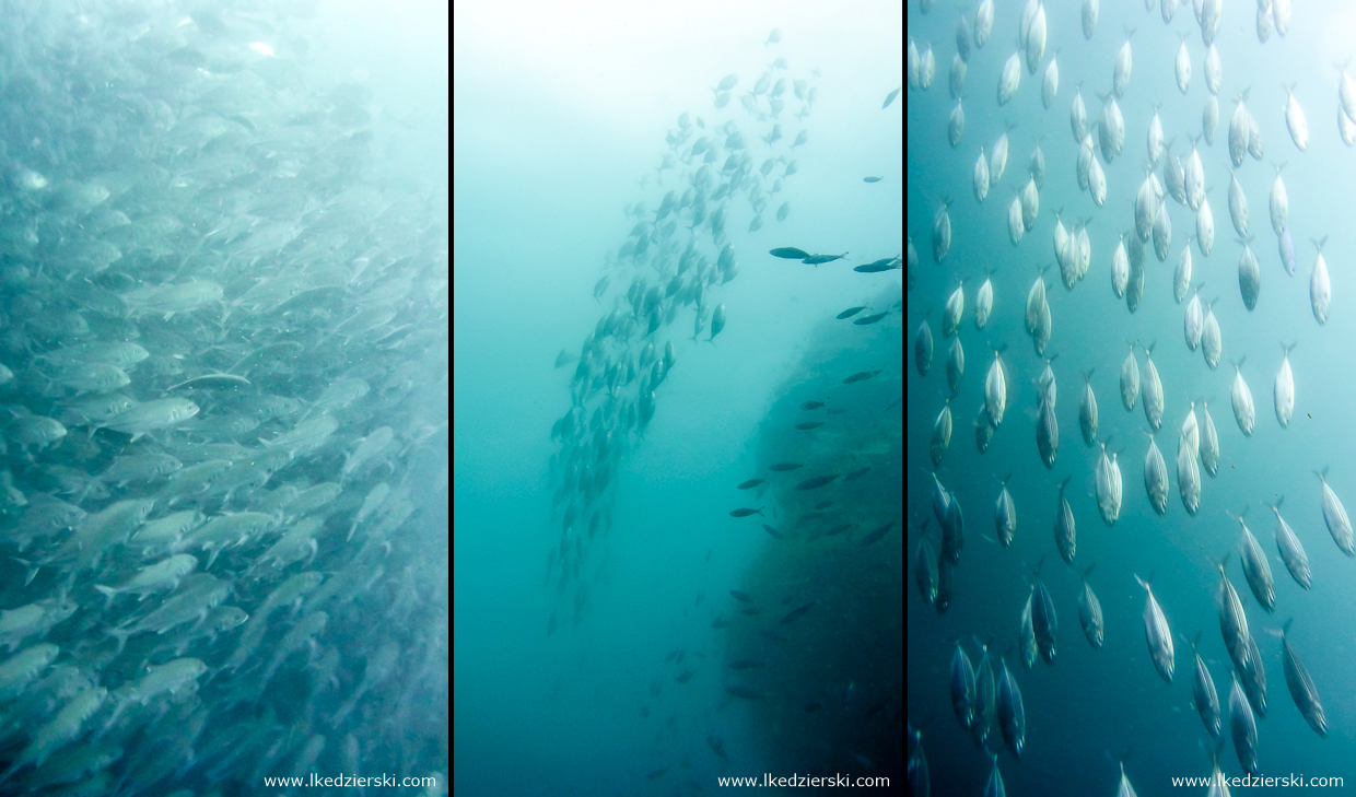 nurkowanie na filipinach balicasag diving philippines 