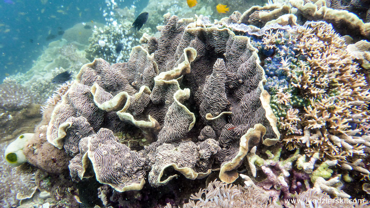 nurkowanie na filipinach balicasag diving philippines 