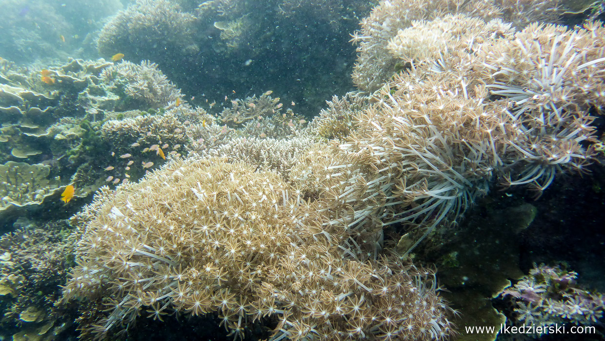 nurkowanie na filipinach balicasag diving philippines 