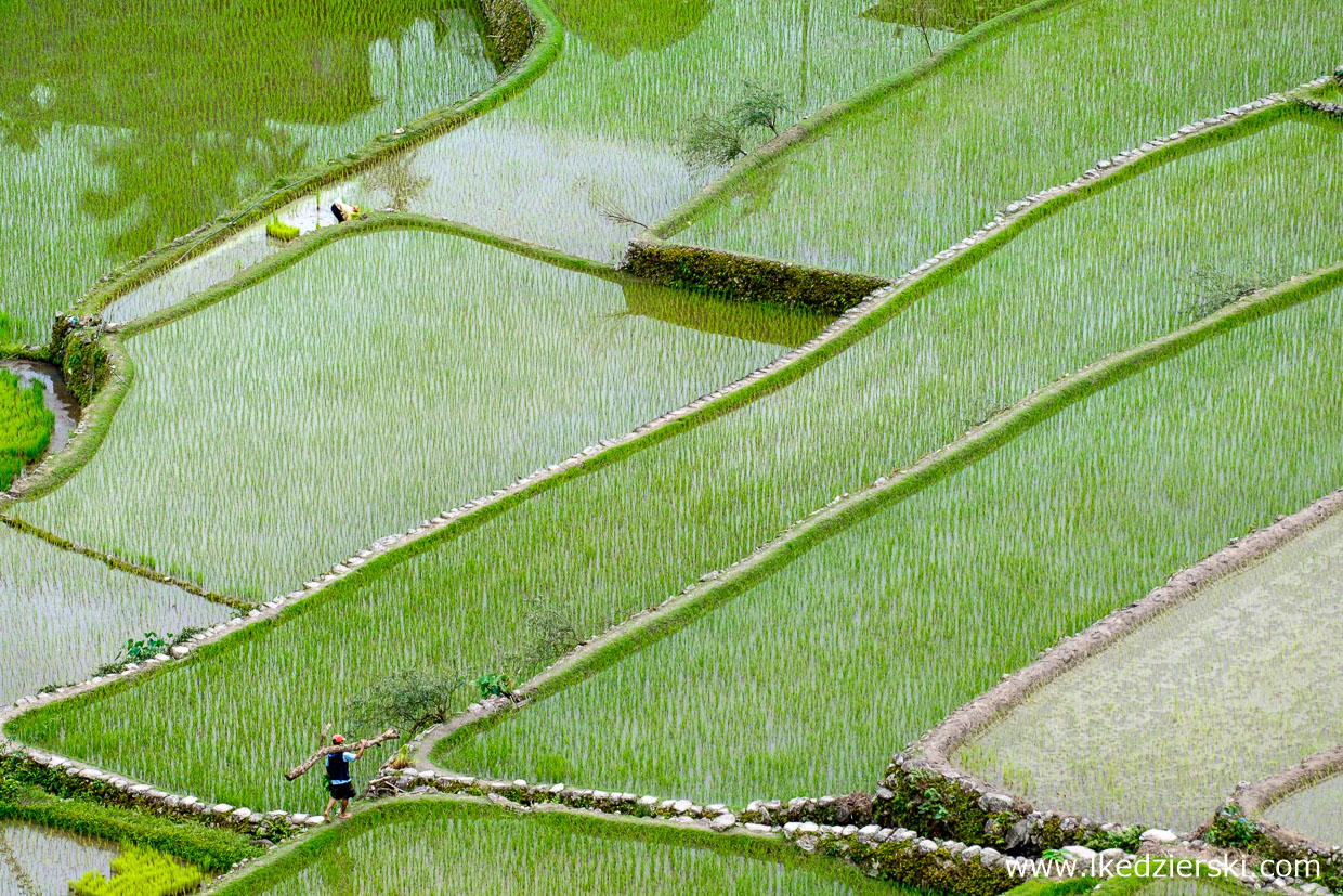 filipiny batad tarasy ryżowe rice fields luzon