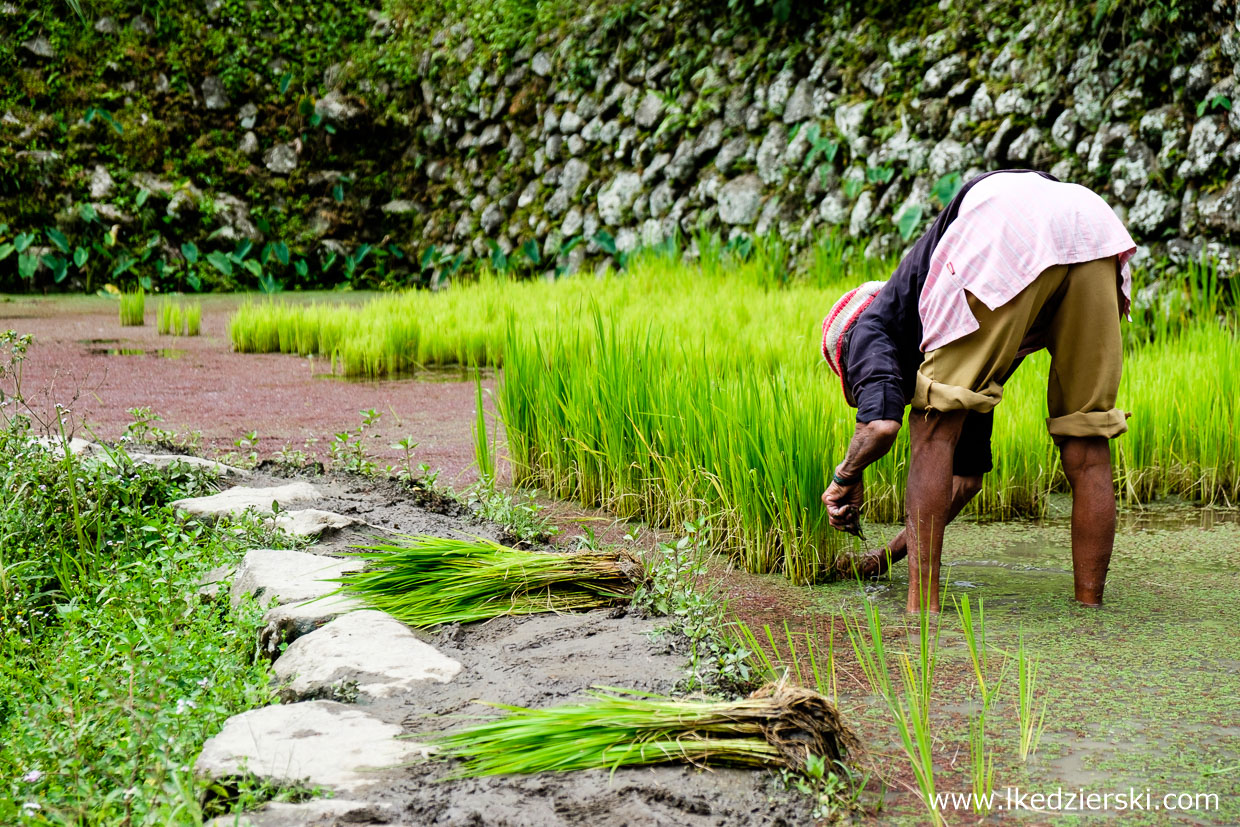 filipiny batad tarasy ryżowe rice fields luzon