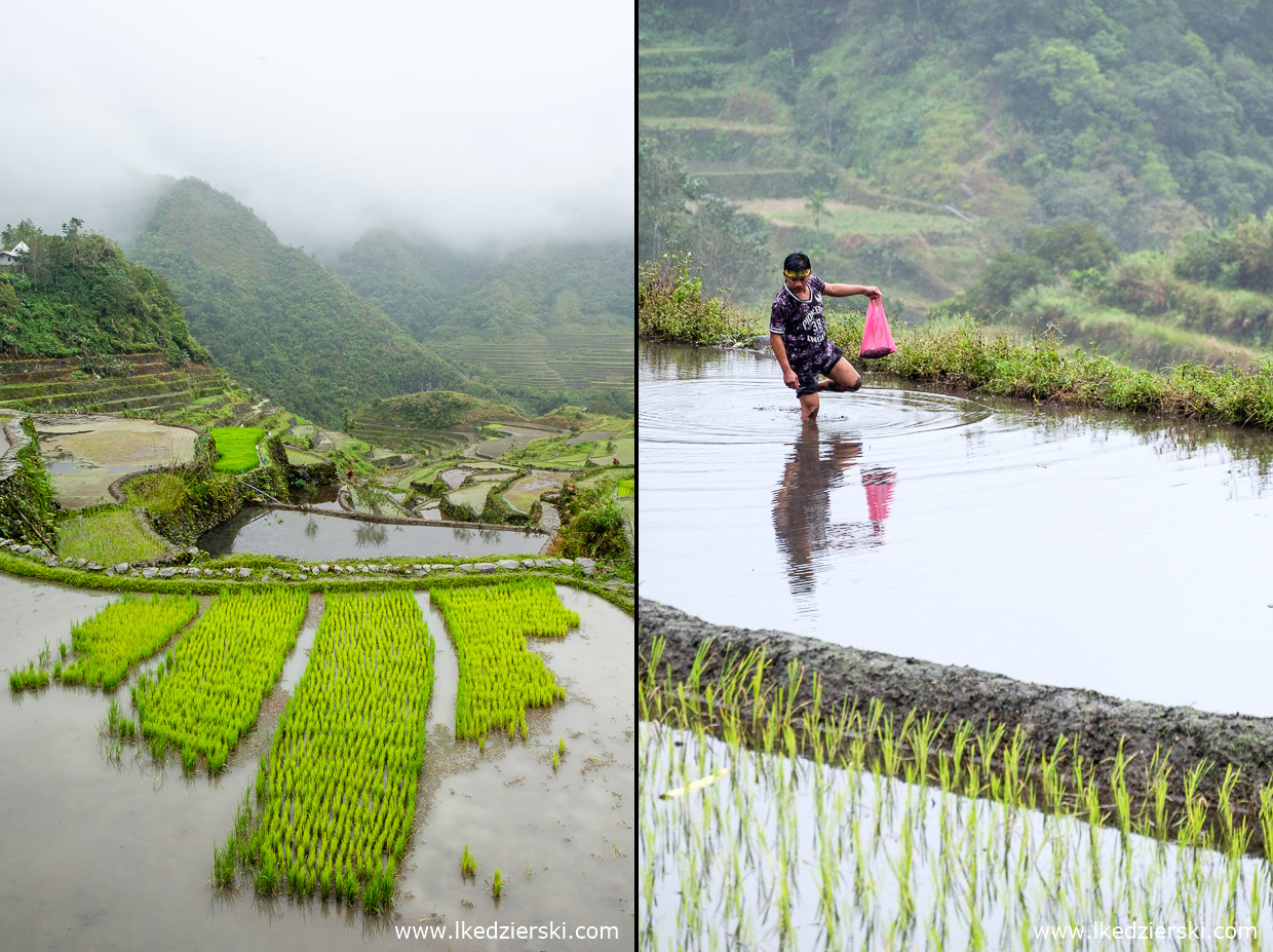 filipiny batad tarasy ryżowe rice fields luzon