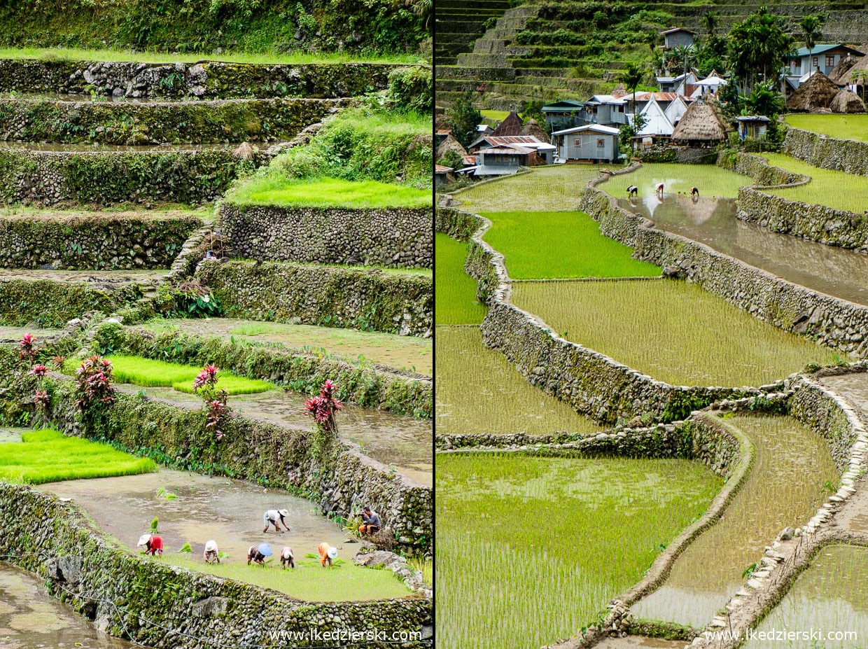 filipiny batad tarasy ryżowe rice fields luzon