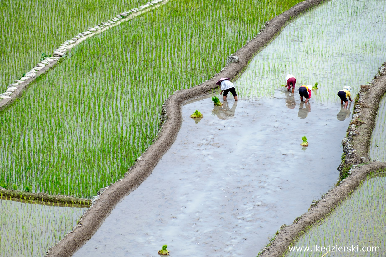 filipiny batad tarasy ryżowe rice fields luzon