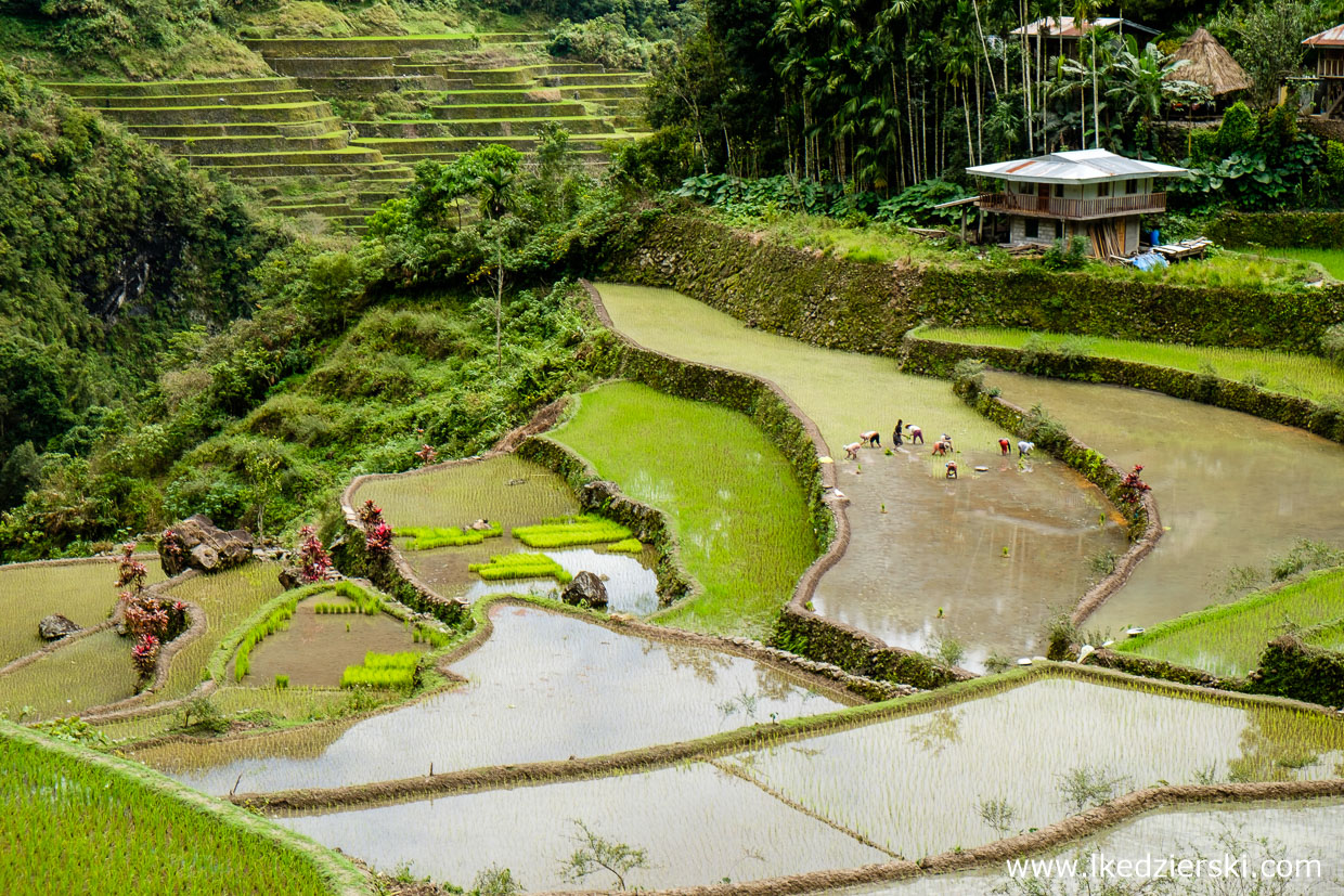 filipiny batad tarasy ryżowe rice fields luzon