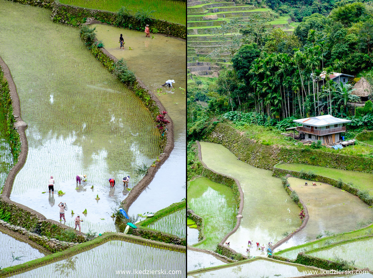 filipiny batad tarasy ryżowe rice fields luzon