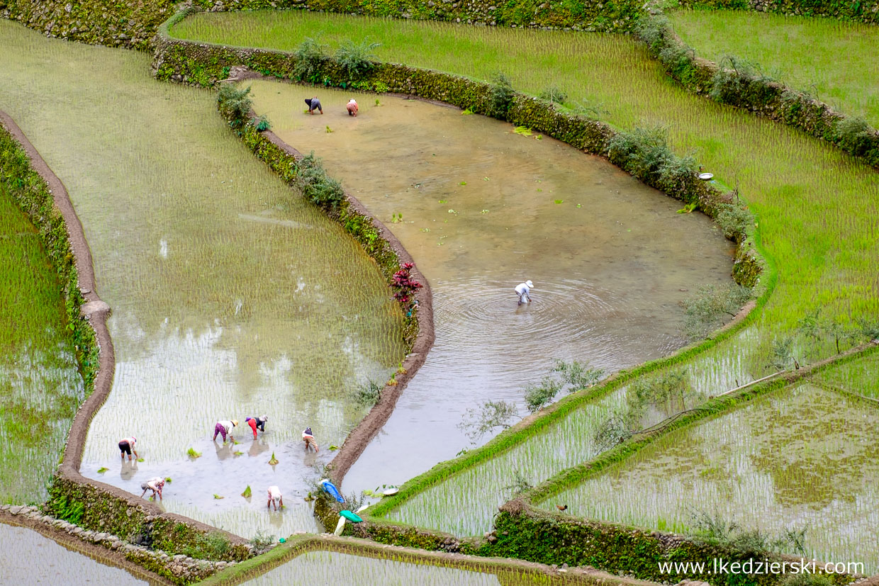 filipiny batad tarasy ryżowe rice fields luzon