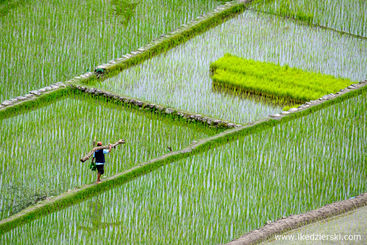 filipiny batad tarasy ryżowe rice fields luzon