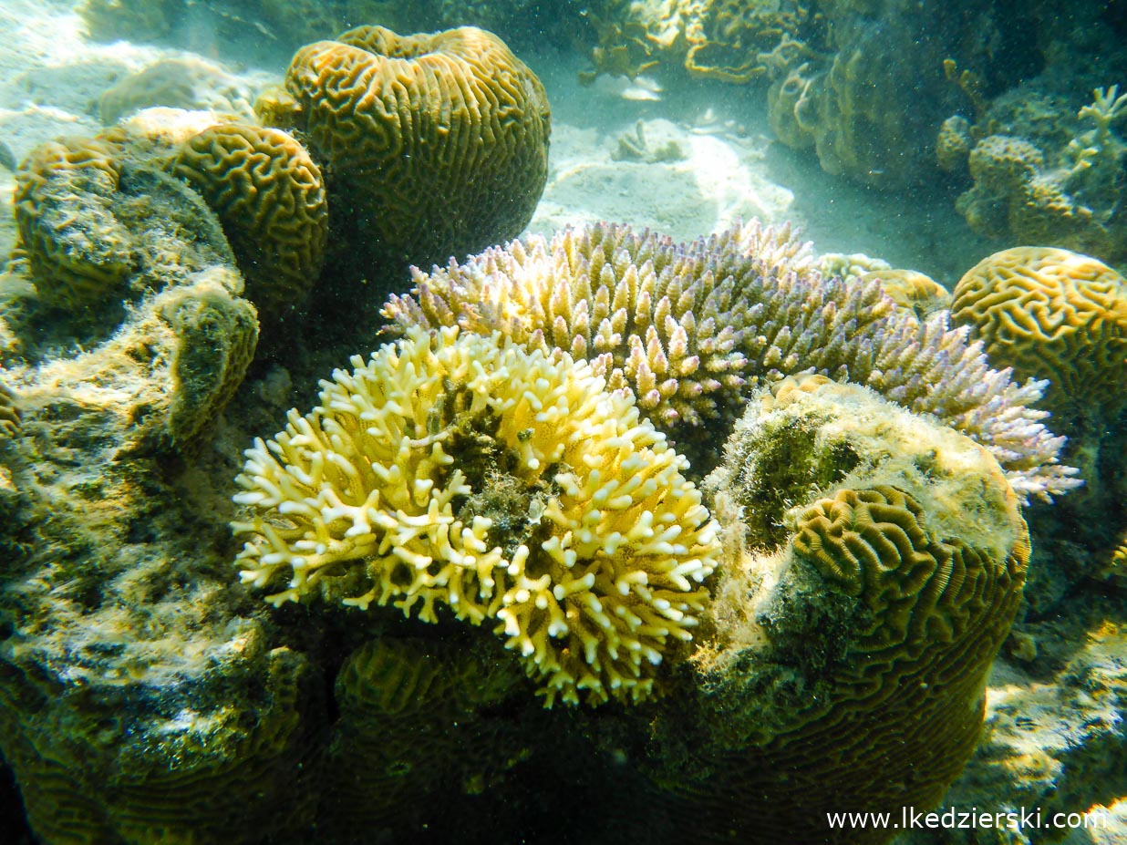 filipiny coron tour a la islas de coral snorkeling island hopping tour a