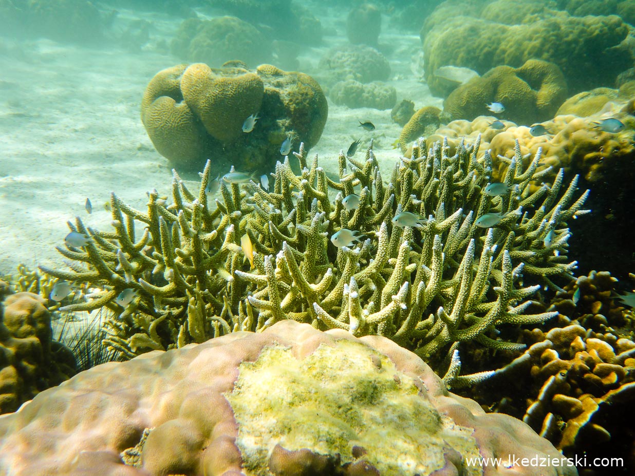 filipiny coron tour a la islas de coral snorkeling island hopping tour a